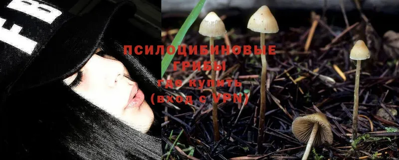 Псилоцибиновые грибы Psilocybe  Микунь 