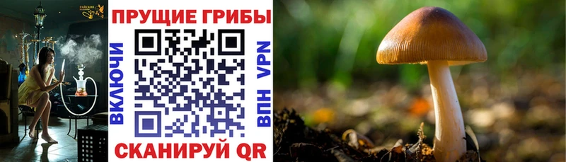 Псилоцибиновые грибы прущие грибы  Микунь 